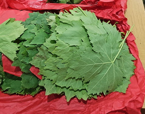 VINE LEAVES FRESH 1KG